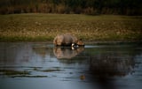 Guwahati to Kaziranga