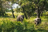 Transfer to Yala and evening at leisure