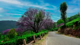 Munnar heritage and tea country