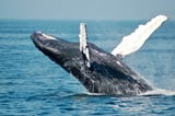 Whale watching and Mirissa beach exploration